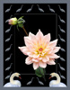 <strong>Japanese Dahlia</strong>