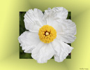 <strong>Matilija Poppy</strong>