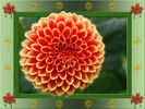 <strong>Orange Dahlia</strong>