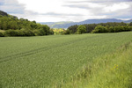 <strong>Wheat of Vezelay</strong>