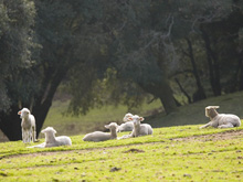 <strong>Anderson Valley</strong> • All the glory of Mendocino County isn‘t on the coast. Highway 128, all fifty-five miles of it, is one of the most beautiful drives in America.