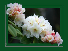 <strong>Floral Splendor</strong> • The flora of the Mendocino Coast rival the beauty of those anywhere. These interpretations were developed to give a fresh perspective for these oft-photographed flowers.