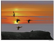 <strong>Nature's Splendor</strong> • The squalls of the Mendocino coast spring bring a cornucopia of special effects just waiting to be captured.