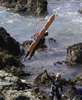 <strong>Abalone Diving Tragedy</strong><br /> News isn’t always good. This image was particularly poignant because it represented the fourth abalone diver to die in five days on the Mendocino Coast.