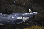 <strong>Blue Whale Grounded</strong><br /> A blue whale washed up on the shore near Fort Bragg. I captured shots from the time it was first spotted rolling in the surf until it was cut up and hauled away. This photo was picked up by AP and sent around the world.