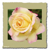 <strong>Yellow Rose</strong><br />